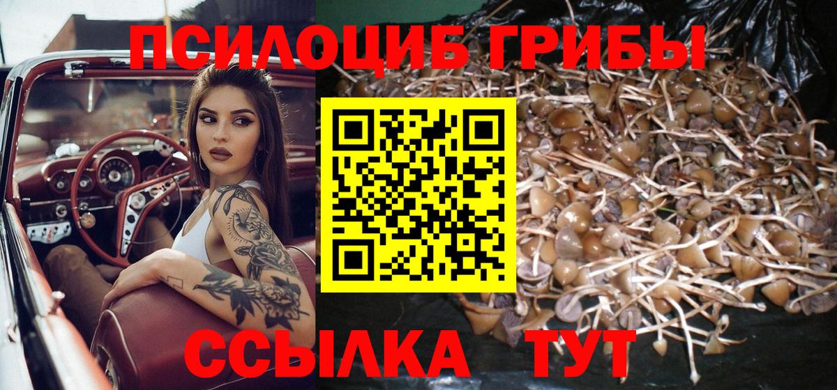 Фролово  Псилоцибиновые грибы Cubensis  Вход с VPN 